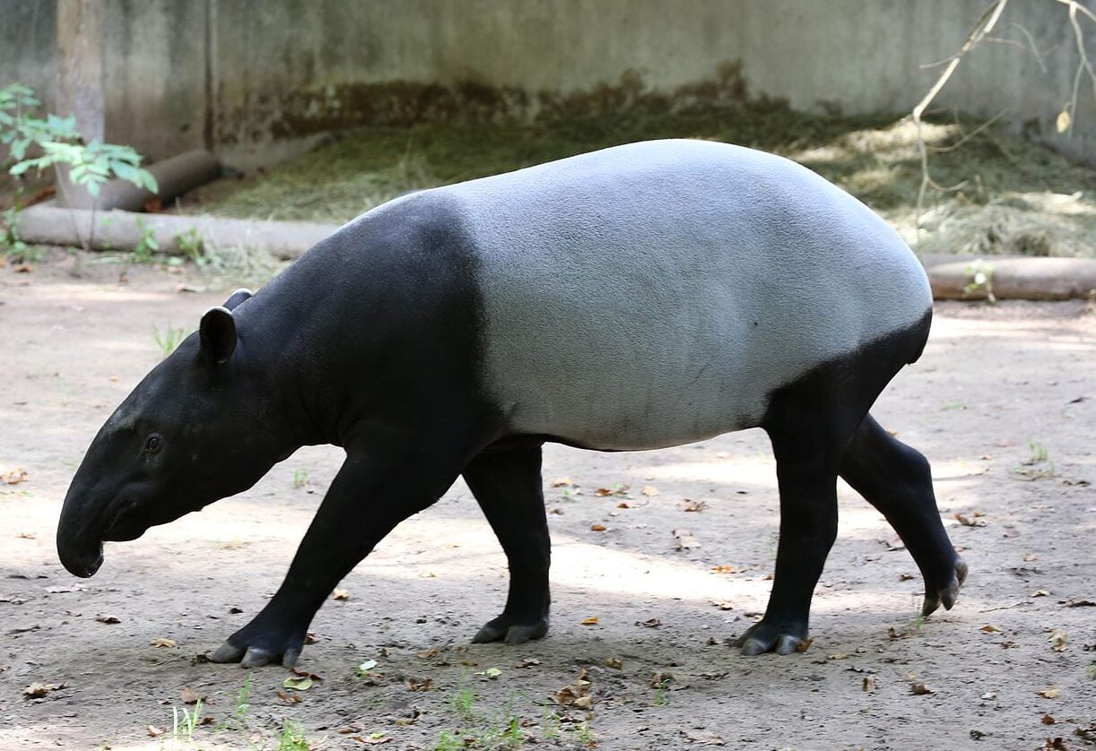 Tapir Malaya berdepan ancaman apabila sering maut akibat kemalangan jalan raya