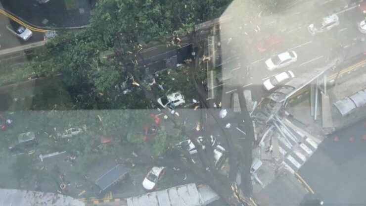 pokok tumbang 02